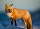 Fox at golden hour render
